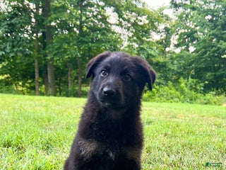 German Shepherd dogs Liberty - Ad 34