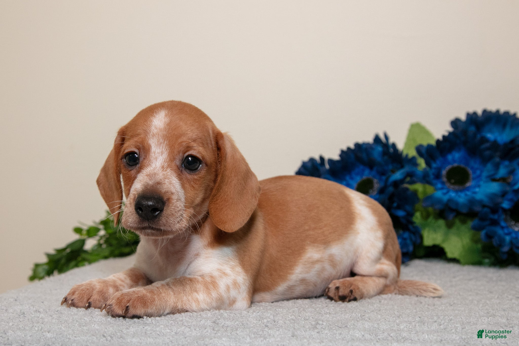 Miniature Dachshund dogs Sam - Ad 1
