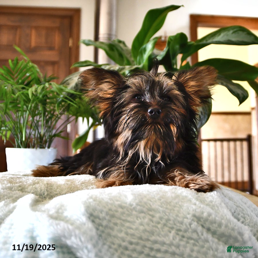Yorkshire Terrier dogs Anthony - Ad 1