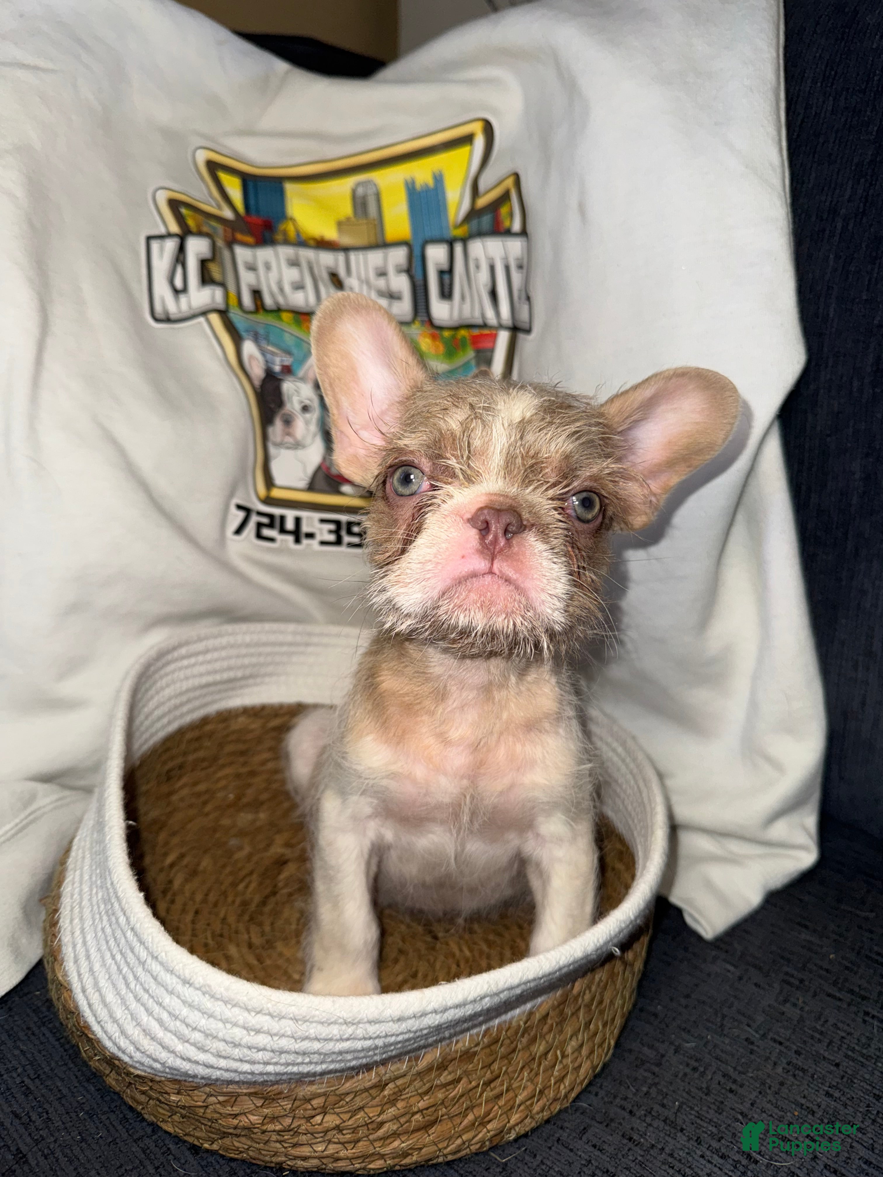 French Bulldog dogs Harry  - Ad 2