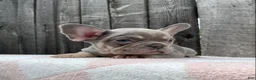French Bulldog dogs for sale: Jasper - Ad 2