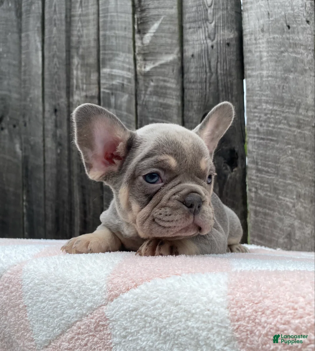 French Bulldog dogs for sale: Jasper - Ad 2