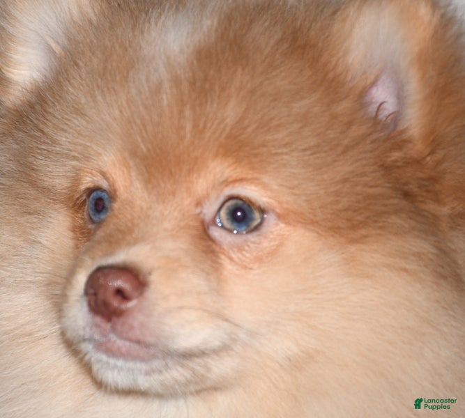 Pomeranian dogs Croissant - Ad 2