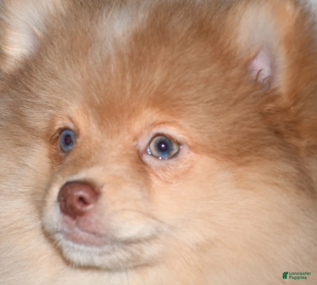 Pomeranian dogs for sale: Croissant - Ad 2