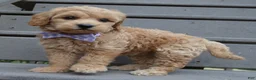 Mini Goldendoodle dogs for sale: Mini Ginger - Ad 11