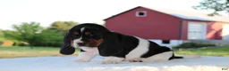 Basset Hound dogs for sale: Barney - Ad 3