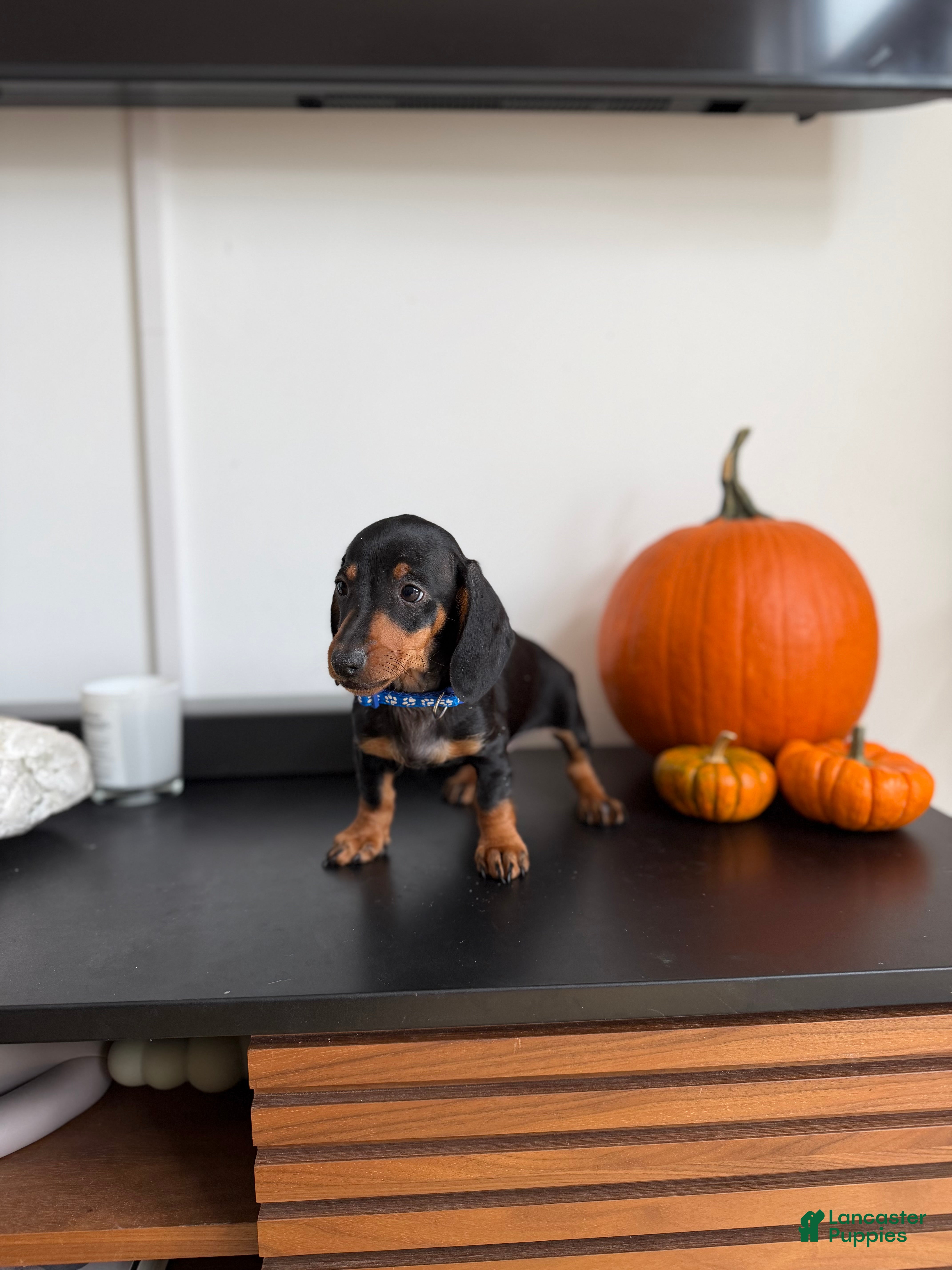 Miniature Dachshund dogs Miko - Ad 34