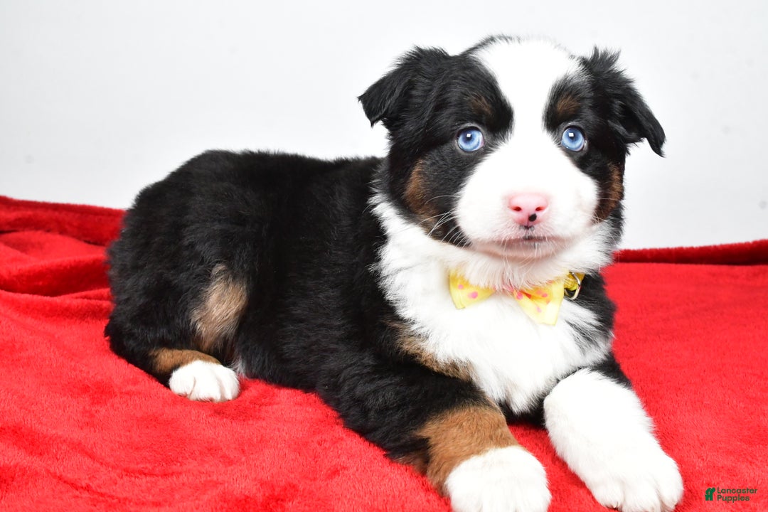 Miniature Australian Shepherd dogs for sale: Rick - Ad 2