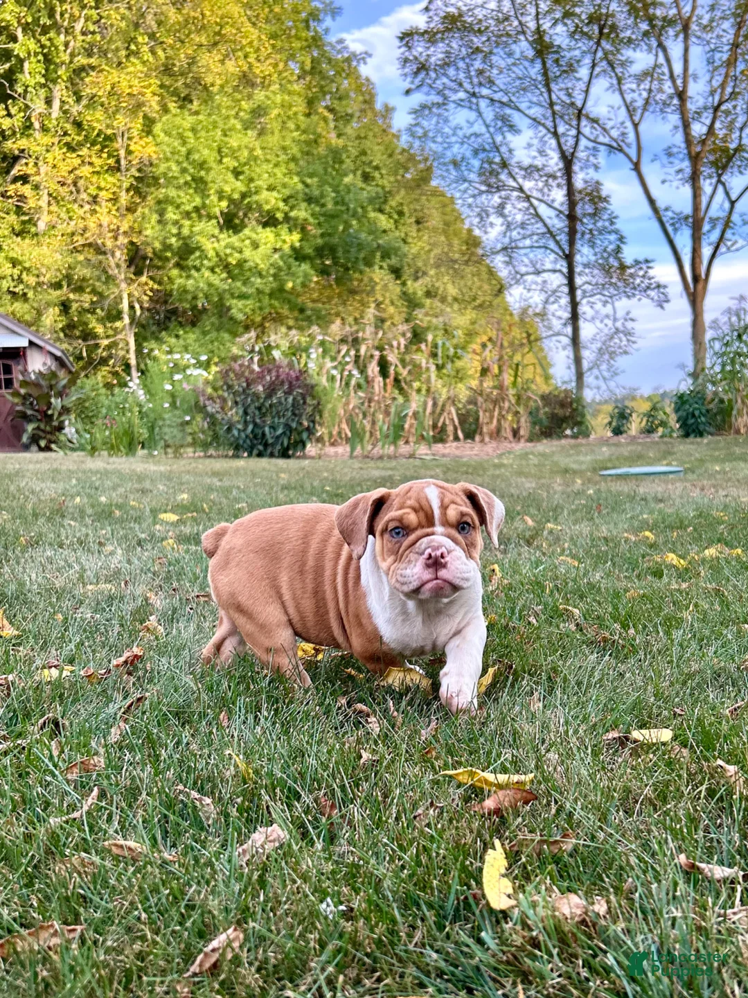 English Bulldog dogs for sale: Waylon - Ad 7