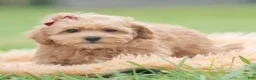 Maltipoo dogs for sale: Maddie Mae - Ad 5