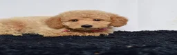 Mini Goldendoodle dogs for sale: Ms. Mia - Ad 7