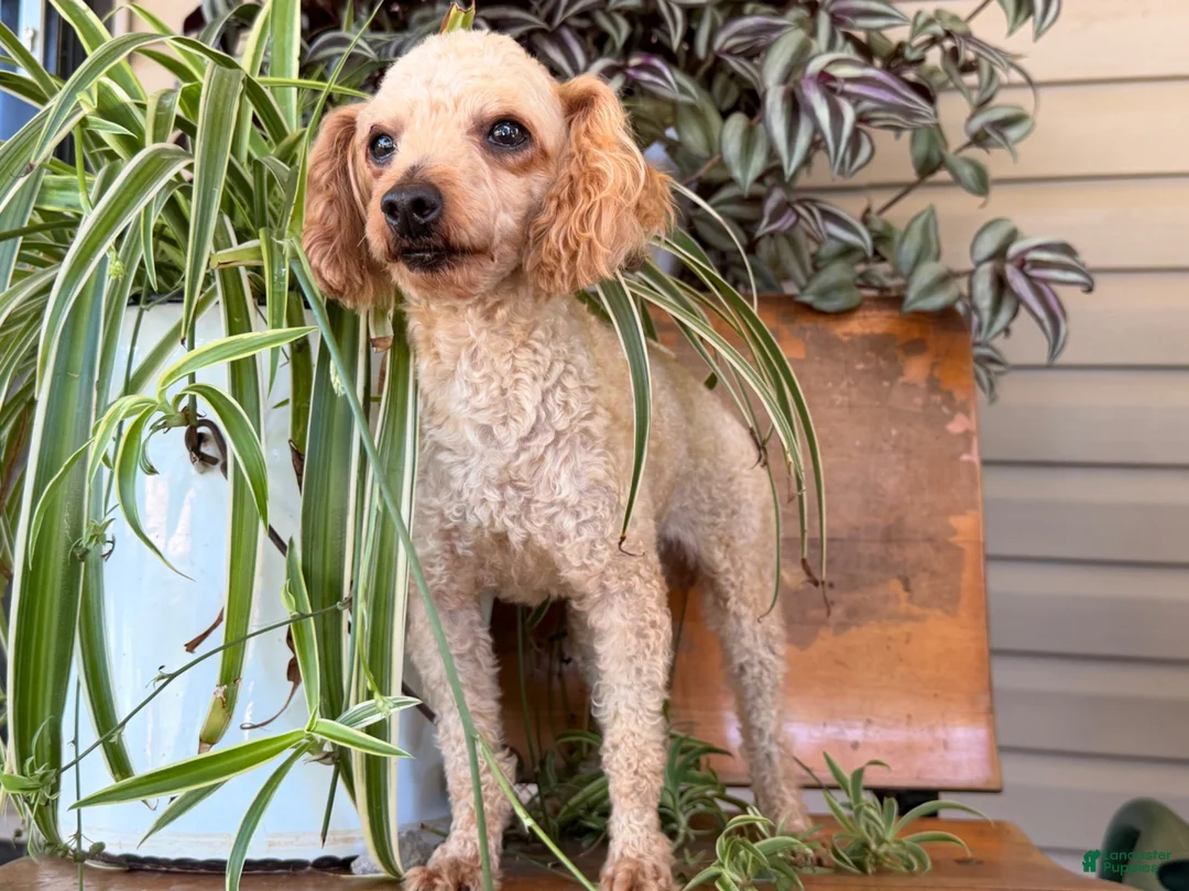 Toy Poodle dogs for sale: Mike  - Ad 6