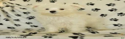 Maltese dogs for sale: Rover  - Ad 3