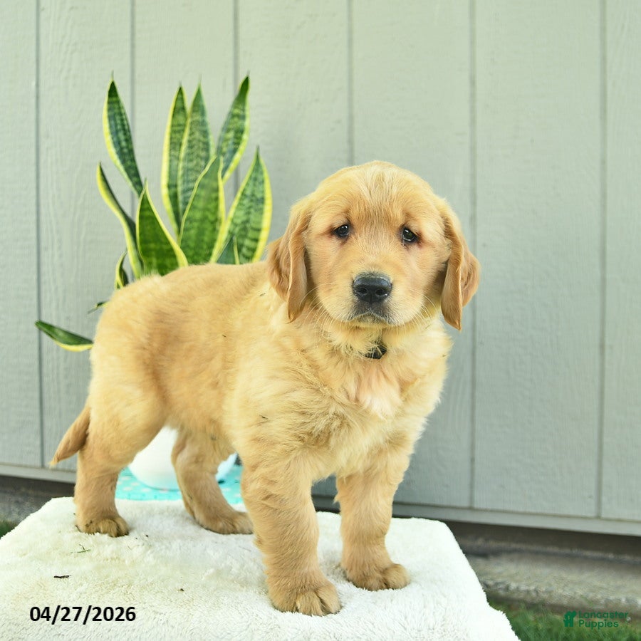 Golden Retriever dogs Brewster  - Ad 1