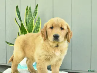 Golden Retriever dogs for sale: Brewster - Ad 4