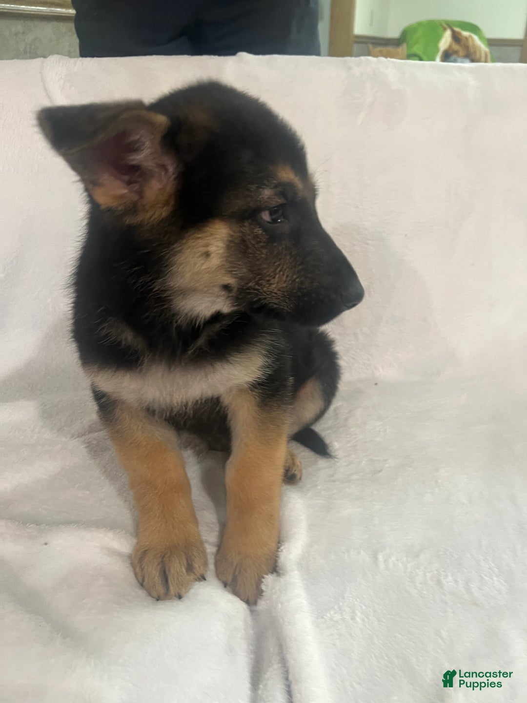 German Shepherd dogs for sale: German Shepherd Puppy 4 - Ad 3