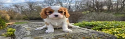 Cavalier King Charles Spaniel dogs for sale: Zion - Ad 9