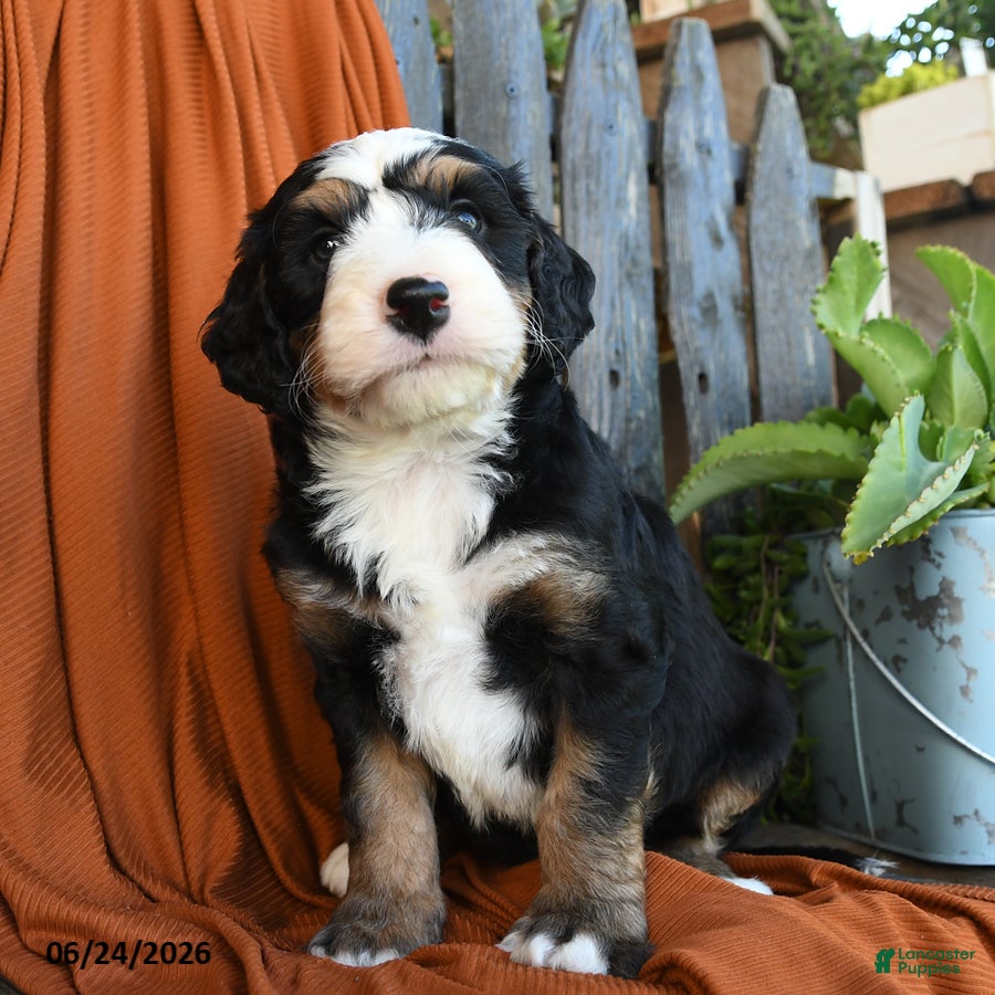 Bernedoodle dogs Quinn - Ad 1