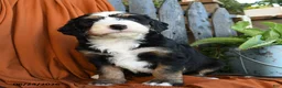 Bernedoodle dogs for sale: Quinn - Ad 1