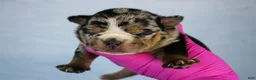 American Bully dogs for sale: Black Tri Merle Male - Ad 1
