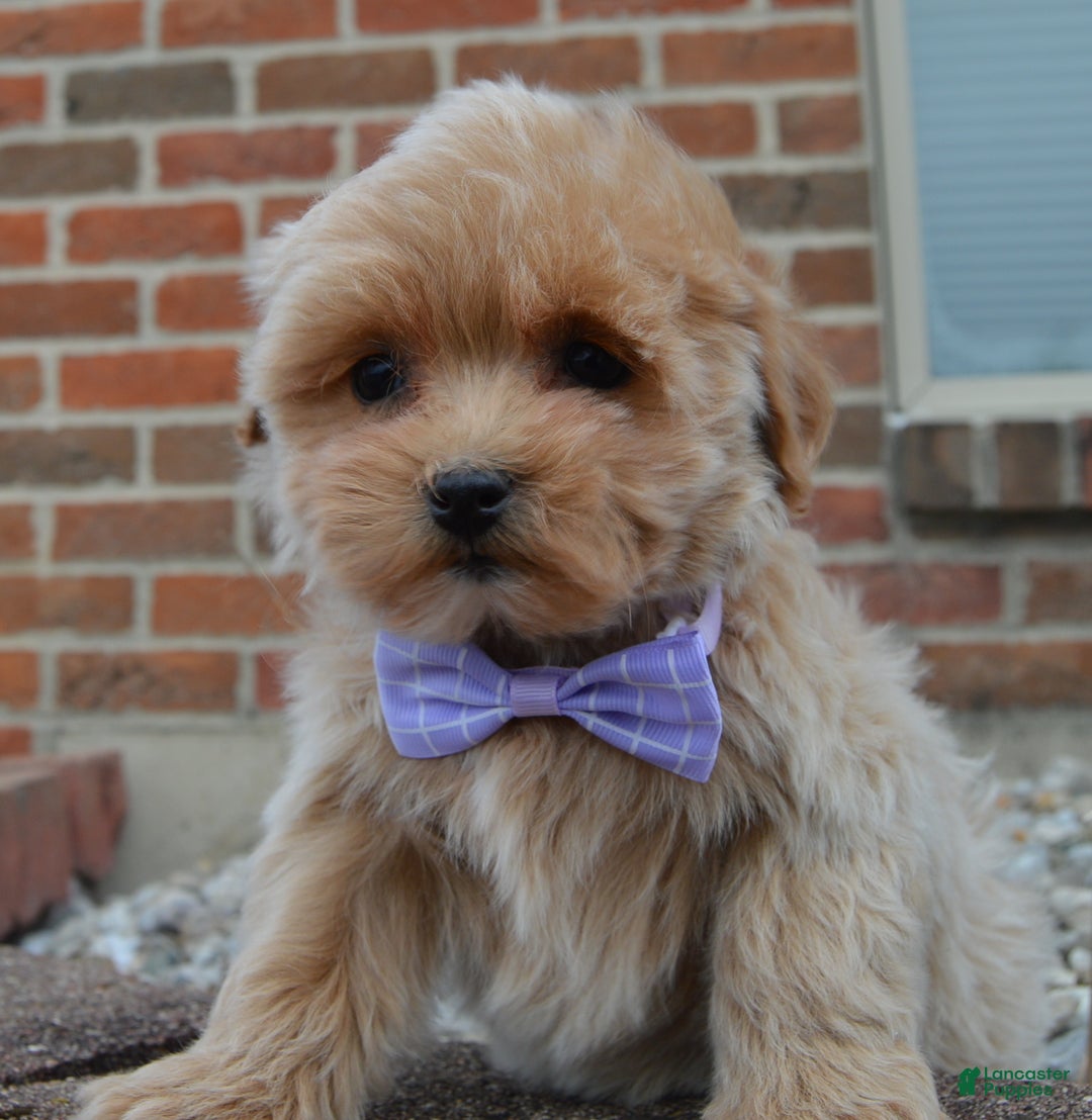 Maltipoo dogs for sale: Mabel - Ad 9