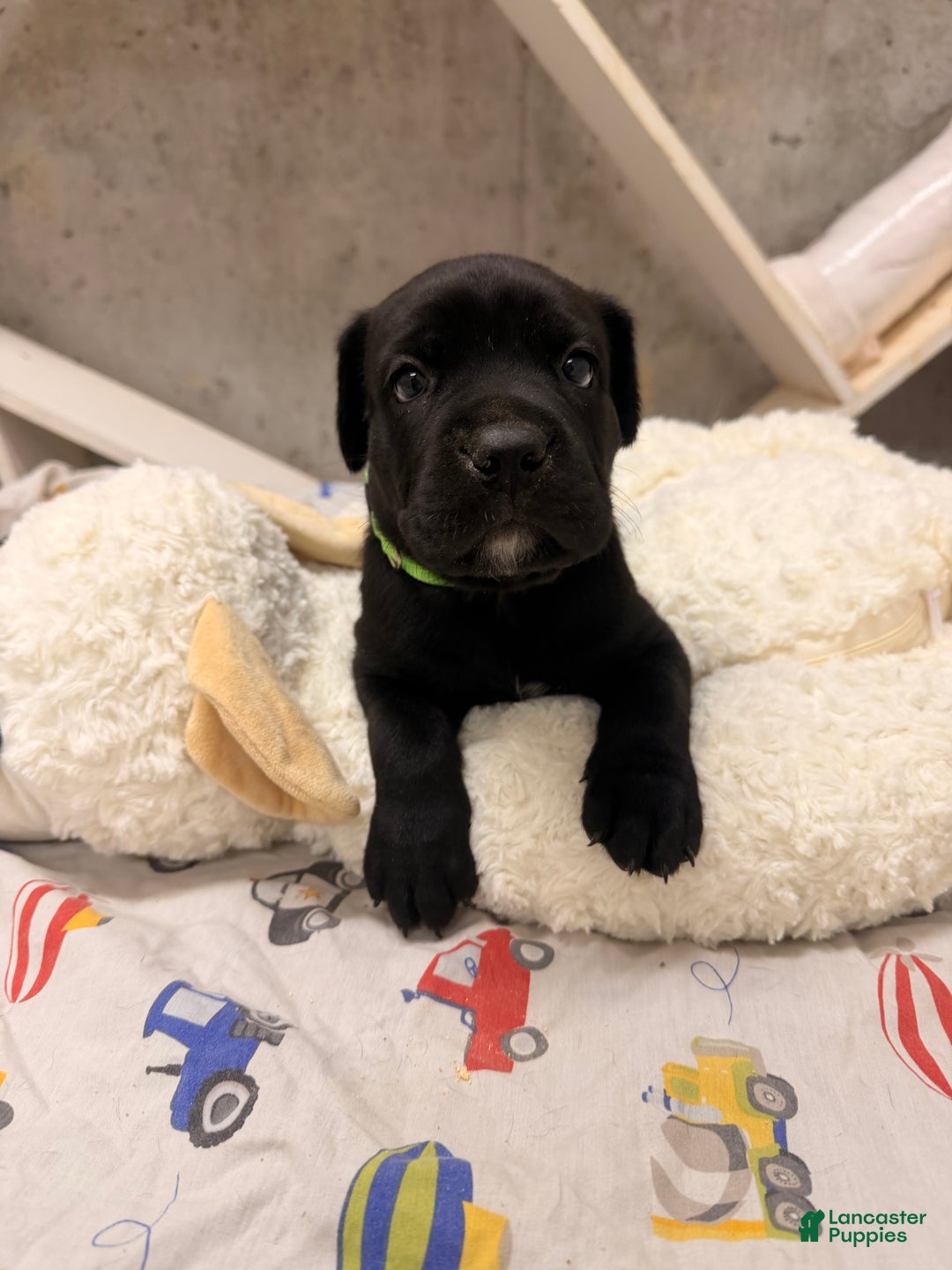 Cane Corso dogs for sale: Cane Corso Puppy 4 - Ad 8