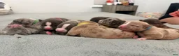 American Bully dogs for sale: Mia - XL American Bully Puppy  - Ad 5