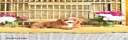 Cavapoo dogs for sale: Marshal - Ad 4