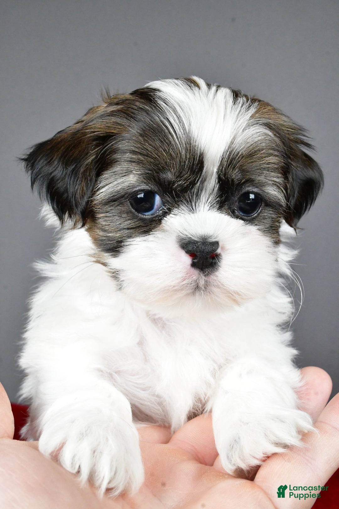 Shih Tzu dogs for sale: Ruger - Ad 10