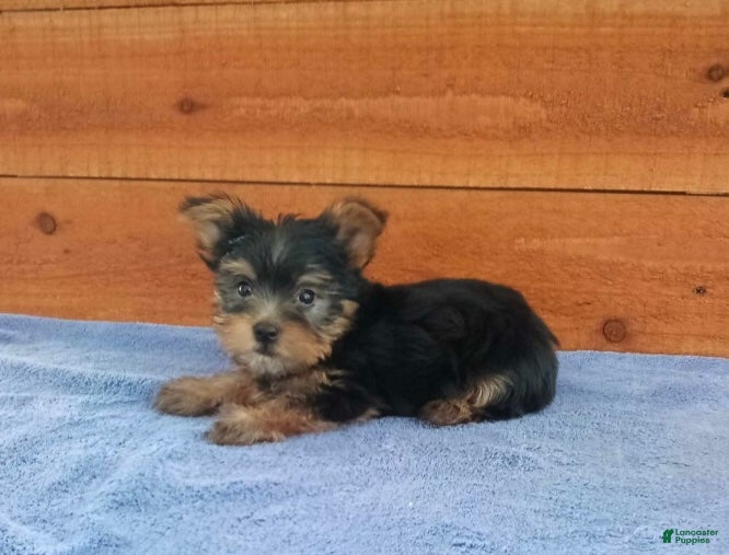 Yorkshire Terrier dogs River - Ad 2