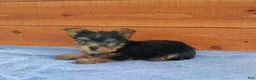 Yorkshire Terrier dogs for sale: River - Ad 2