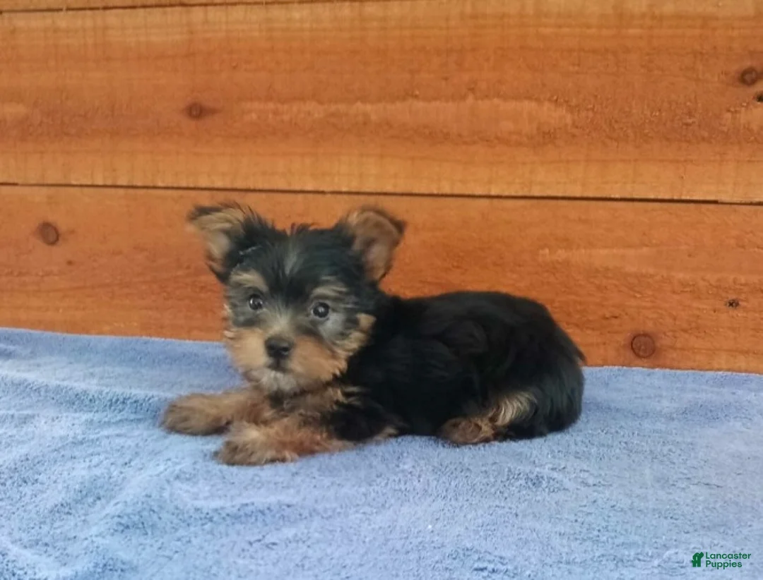 Yorkshire Terrier dogs for sale: River - Ad 2
