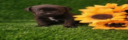 Mixed Breed dogs for sale: Zuri (black collar) - Ad 1
