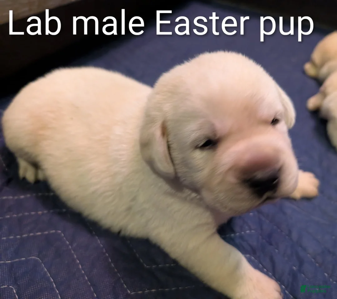 Labrador Retriever dogs for sale: Labrador Retriever Boy - Ad 1