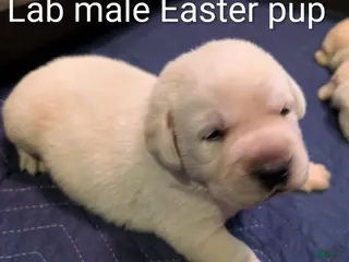 Labrador Retriever dogs for sale: Labrador Retriever Boy - Ad 1