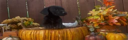 Mixed Breed dogs for sale: Mixed Breed 1 - Ad 4