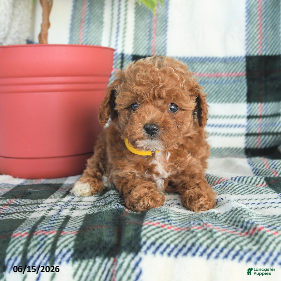 Toy Poodle dogs Rita - Ad 1