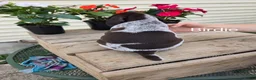 German Shorthaired Pointer dogs for sale: Birdie  - Ad 3