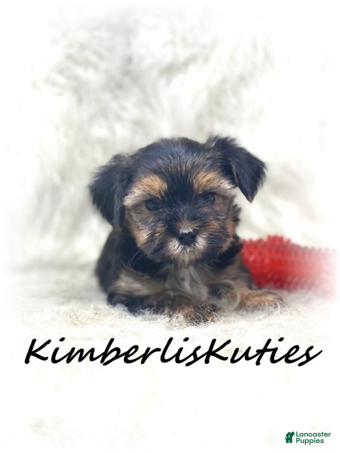 Morkie dogs for sale: Morkie Puppy 2 - Ad 3