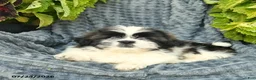 Shih Tzu dogs for sale: Navy  - Ad 3