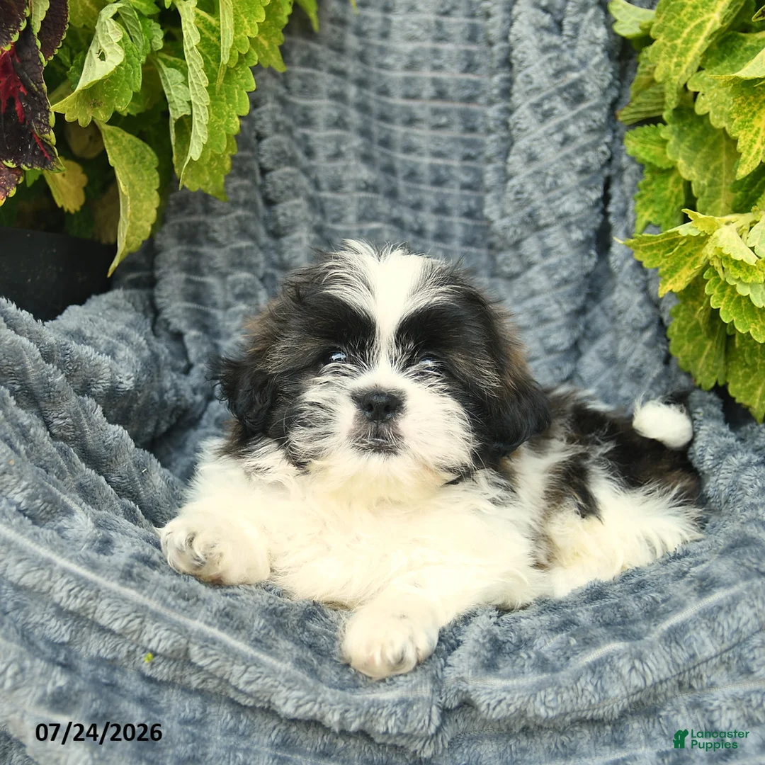 Shih Tzu dogs for sale: Navy  - Ad 3