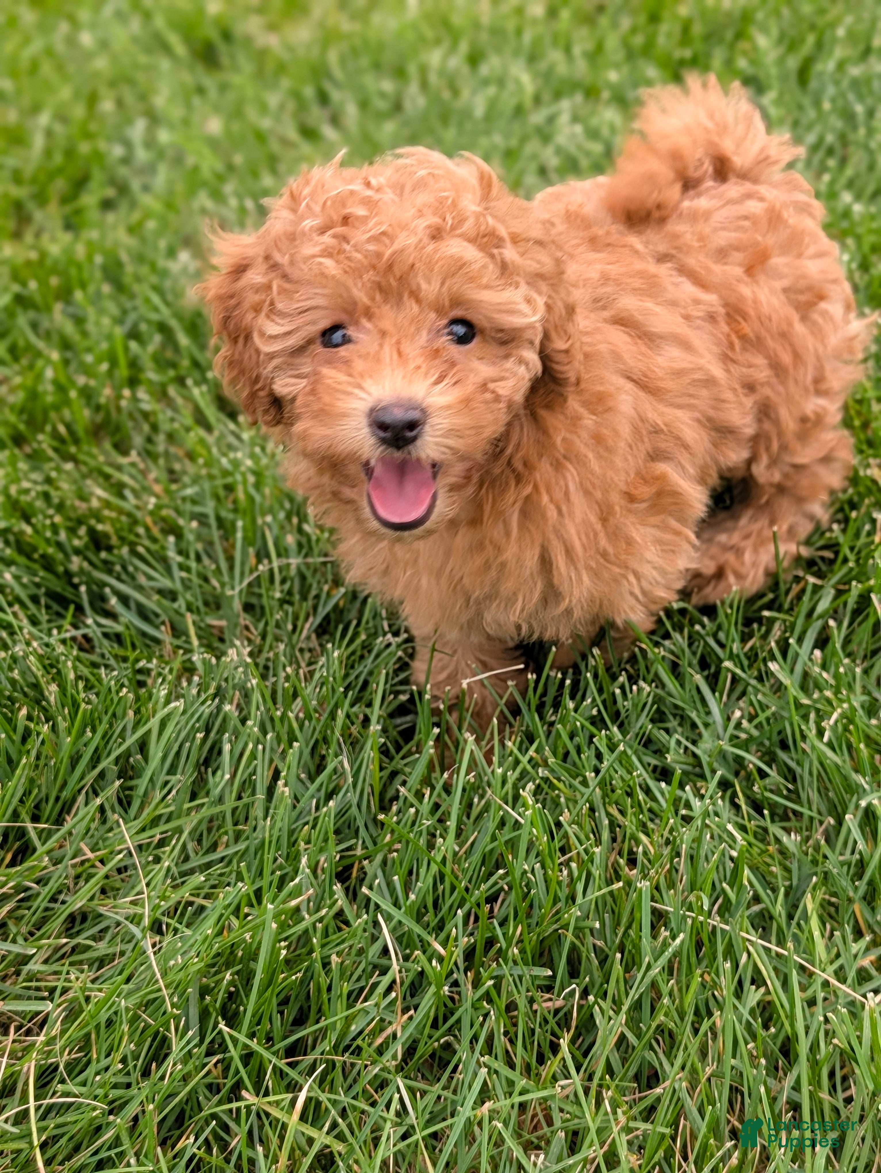 Toy Poodle dogs June - Ad 2
