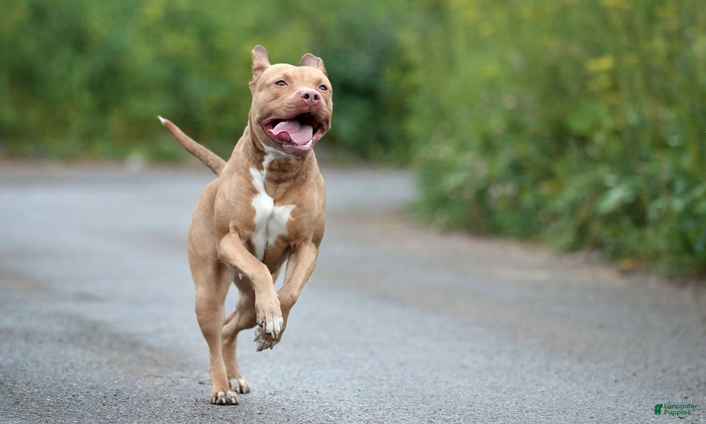 American Pit Bull Terrier dogs American Pit Bull Terrier 1 - Ad 15