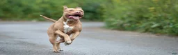 American Pit Bull Terrier dogs for sale: American Pit Bull Terrier 1 - Ad 1