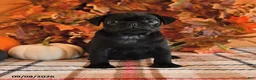 Pug dogs for sale: Danae - Ad 1