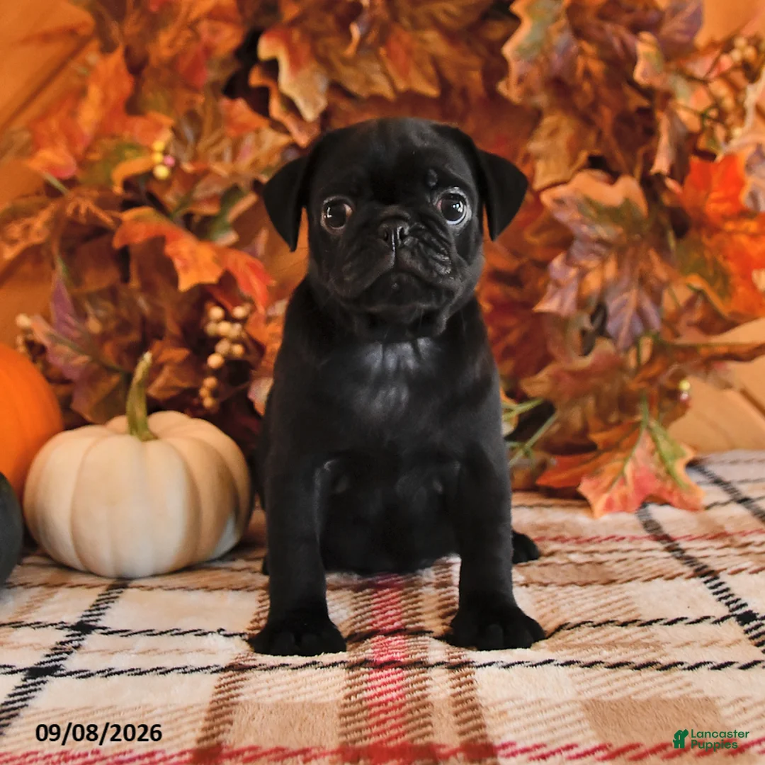 Pug dogs for sale: Danae - Ad 1