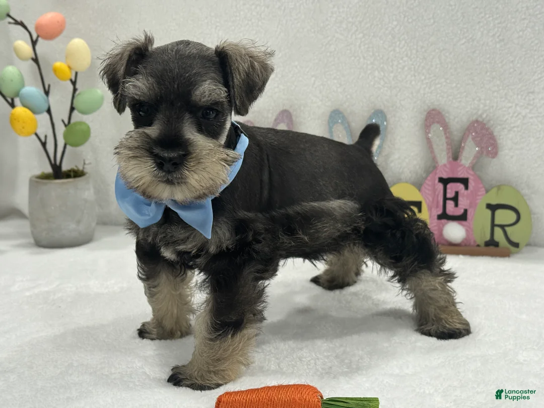 Miniature Schnauzer dogs for sale: Gypsy Male 1 - Ad 4