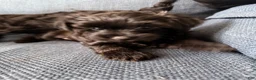 Yorkiepoo dogs for sale: Nami - Ad 4