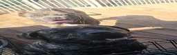 Cane Corso dogs for sale: Cane Corso Puppy 2 - Ad 6