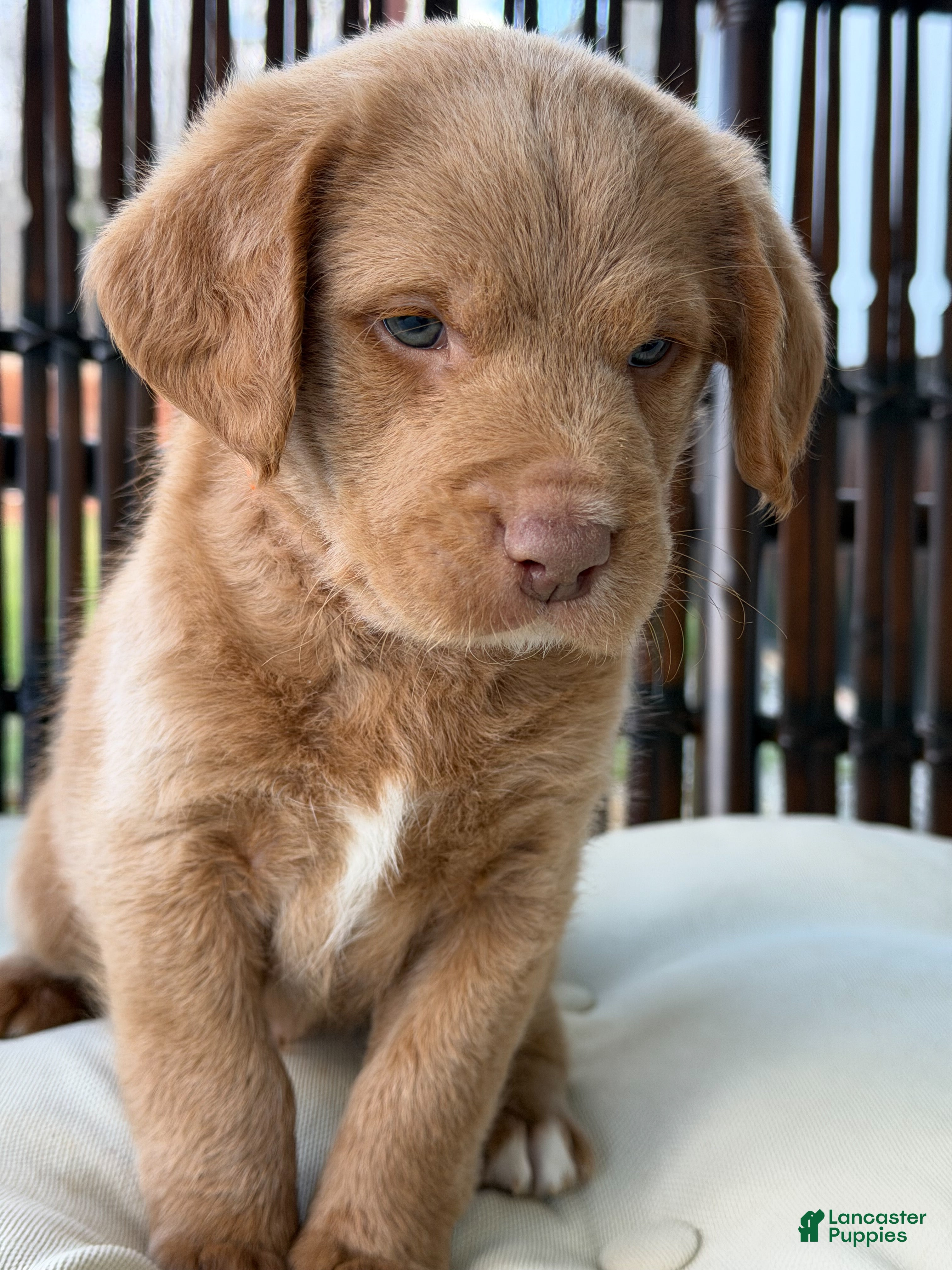 Labradoodle dogs Ollie - Ad 2